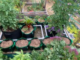 Six Pots, Patience, and Growing Pains