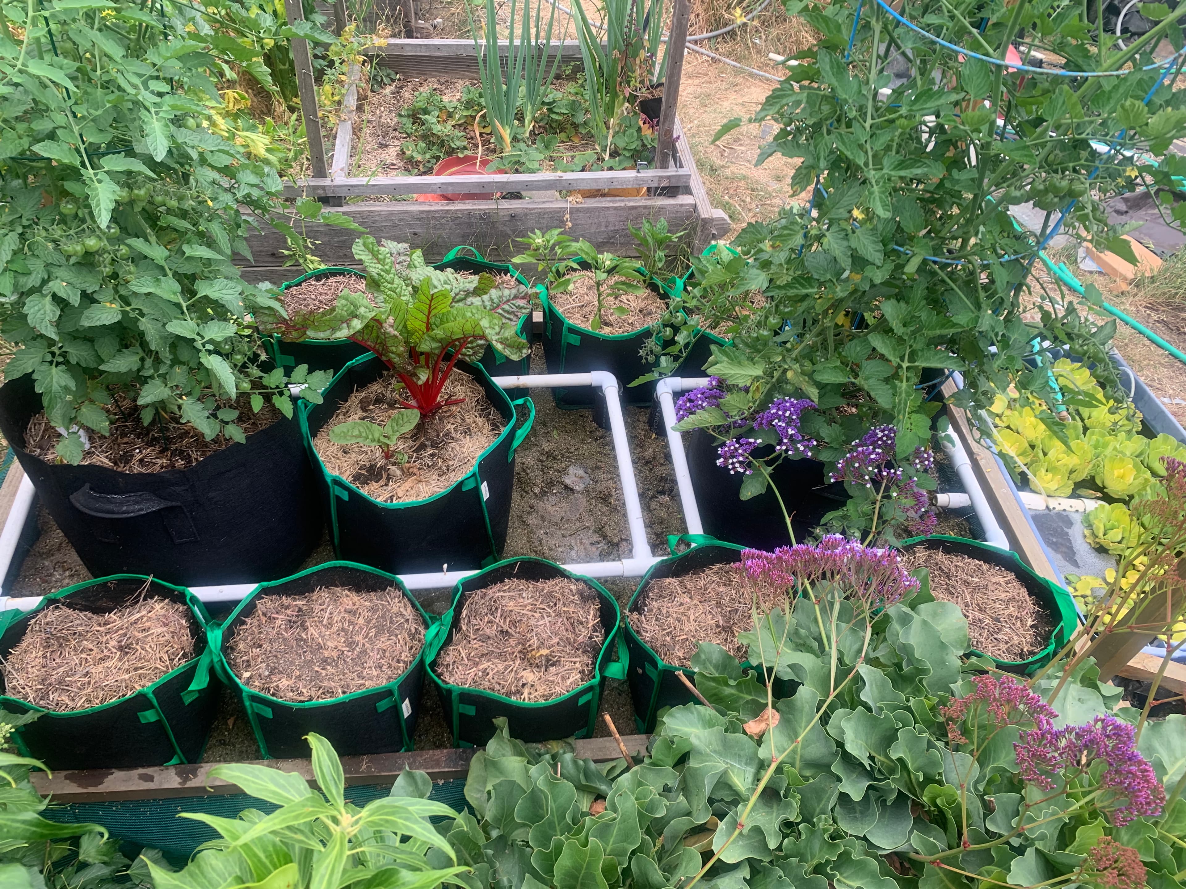 Six Pots, Patience, and Growing Pains