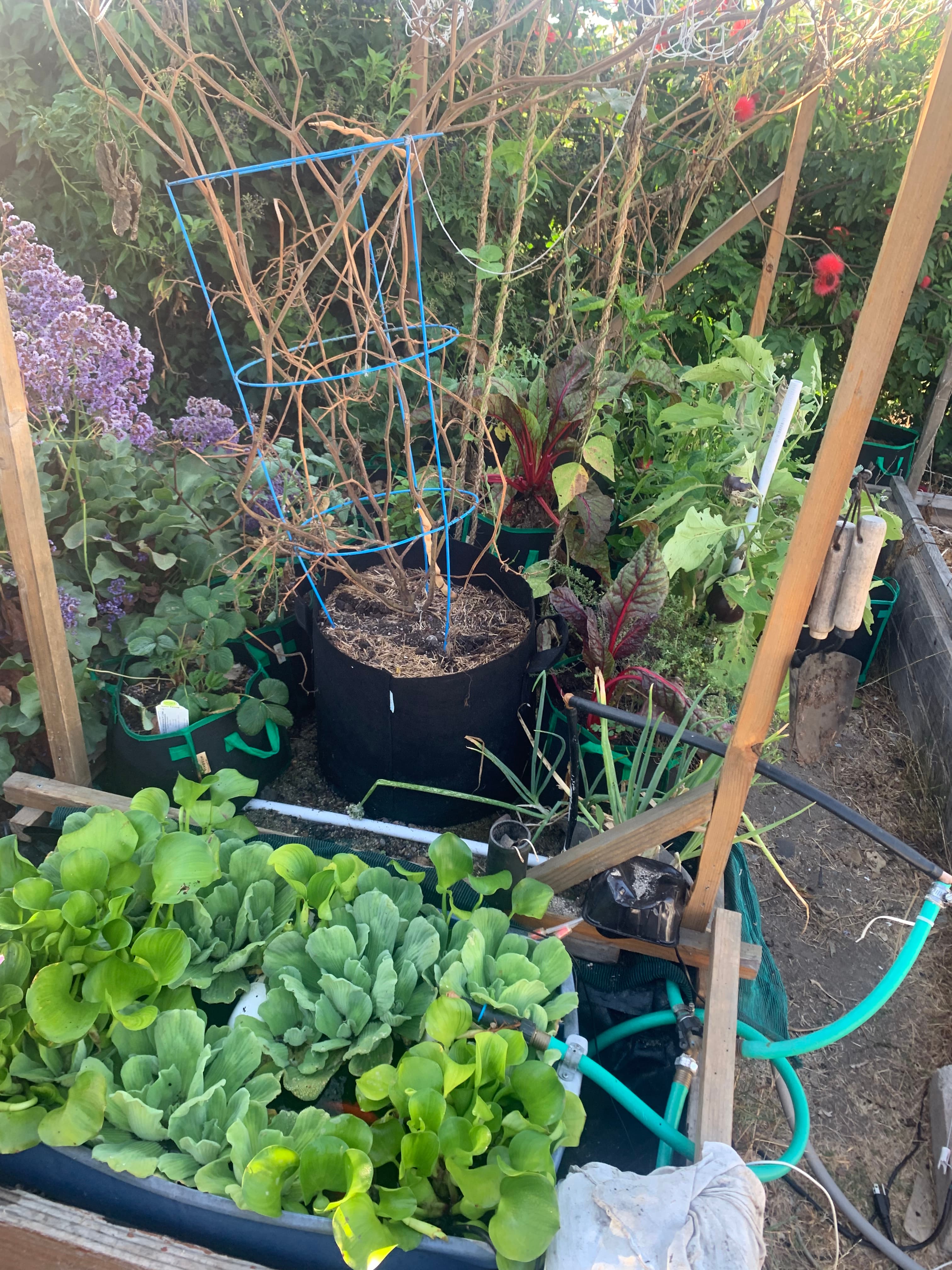 When the Pond Gasps (and the Garden Breathes Back)